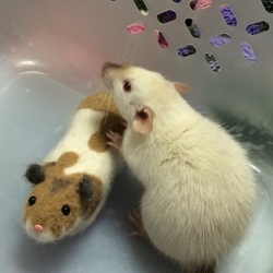 美しく成長チュウ^ω^