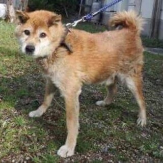 この子には時間がありません。里親になって下さい。