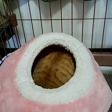 桃ちゃんに兄弟が来ました　名前は「龍」です、