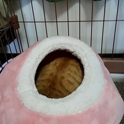 新しい家族