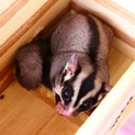 フクロモモンガ♂（去勢済）