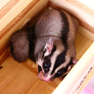 フクロモモンガ♂（去勢済）