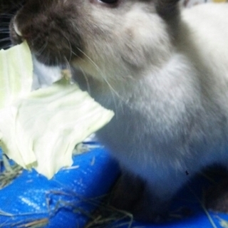 保護うさぎvanille　終生飼育をおねがいします