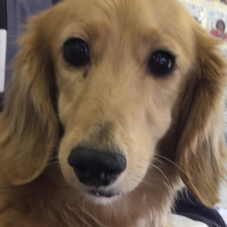 ダックス　女の子　成犬