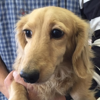 ダックス女の子です