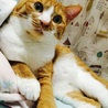 ゆめきち