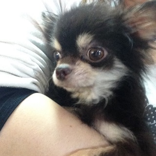 チワワ（オス）2歳　