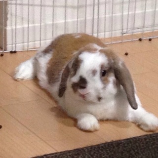 応募者多数のため募集を一旦停止します