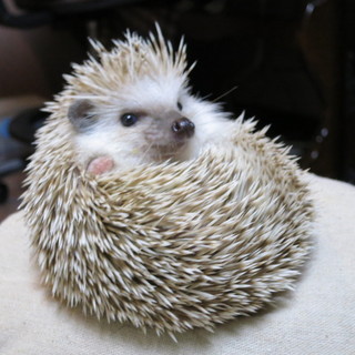 ハリネズミ、やんちゃ坊主