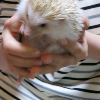 ハリネズミ（女の子）