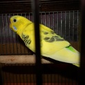 セキセイインコの里親探してます