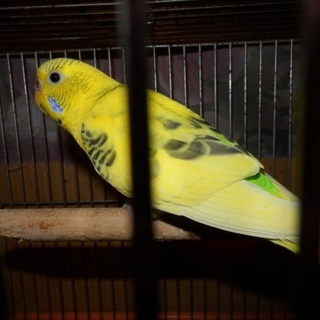 セキセイインコの里親探してます