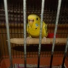 セキセイインコの里親探してます サムネイル2