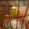 セキセイインコの里親探してます サムネイル3