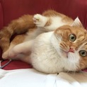 垂れ耳スコティッシュフォールド雄です