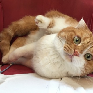 垂れ耳スコティッシュフォールド雄です