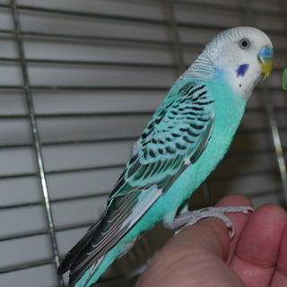 セキセイインコ里親さま募集