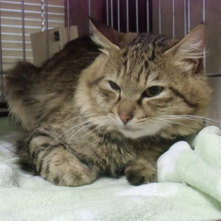 半長毛キジ猫のジョニー君です