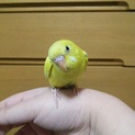 セキセイインコの里親募集