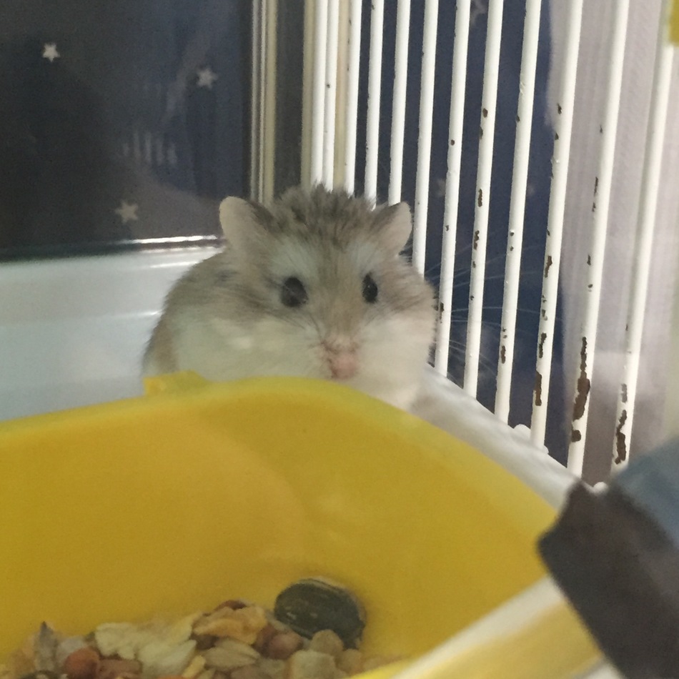 小不点のカバー写真