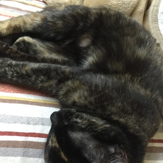 優しくて人懐っこい人気のサビ猫ちゃんです!!