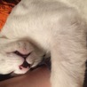 舌をしまい忘れ（≧∇≦）