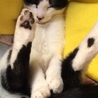 にゃっ！？ 恥ずかしいから隠すにゃっ(>_<)