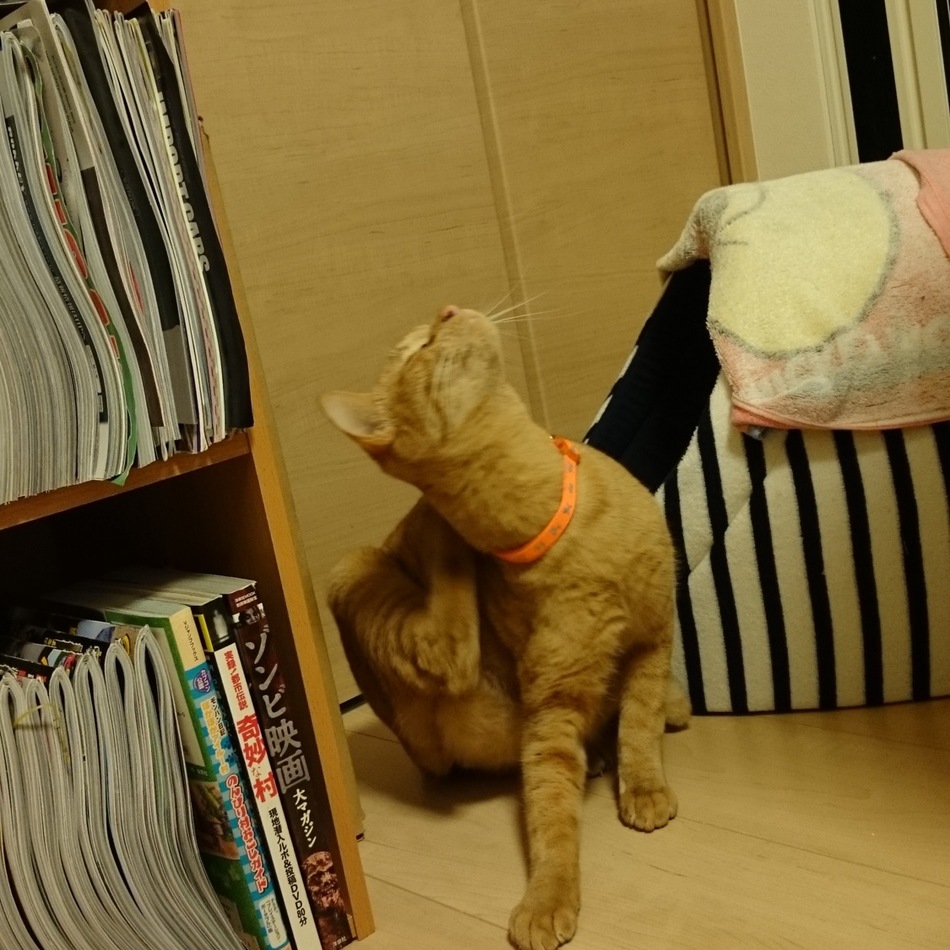 虎龍のカバー写真
