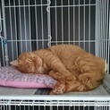 茶とら♂ (推定3才) です