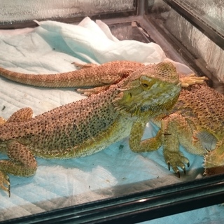 フトアゴヒゲトカゲ【一旦締め切らせてください】