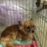チワックス3歳 血統書なし 里親募集 京都府 兵庫県 