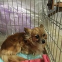 チワックス 3歳 メス 京都府から