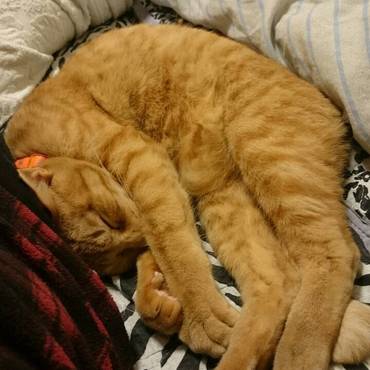 大好きなパパの側で……(+.+)(-.-)(__)..zzZZ