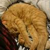 大好きなパパの側で……(+.+)(-.-)(__)..zzZZ
