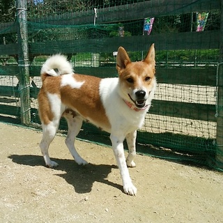 母犬なごみ