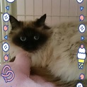 シャムmixの可愛い私を家族にして下さい。