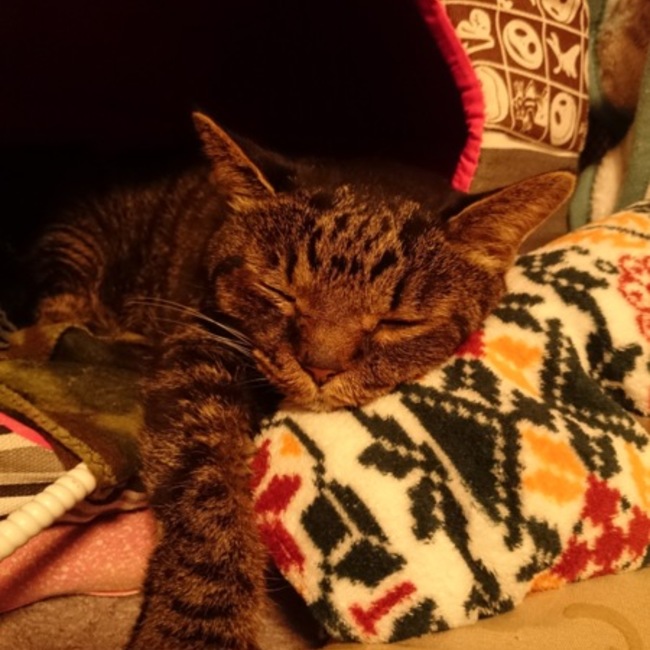 やっしゃんのカバー写真