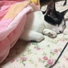 おこたからでらんないにゃ〜 ミカンもってきてにゃ