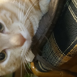 里親さん決まりました。ありがとうございました。