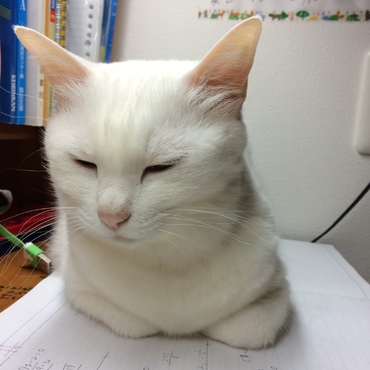 勉強の邪魔をするしろちゃん。