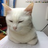 勉強の邪魔をするしろちゃん。