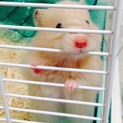 ぶちゃカワ！！はむぅさん！