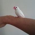 白文鳥　♂