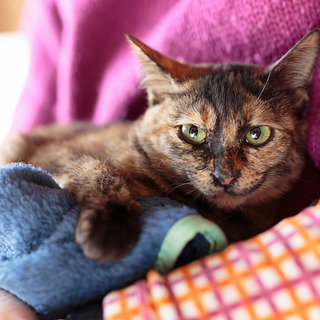 少し人見知りなさび猫のあんずちゃん