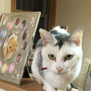 白くてふわふわの美人三毛ちゃんです。