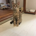 ムギワラ知香ちゃん