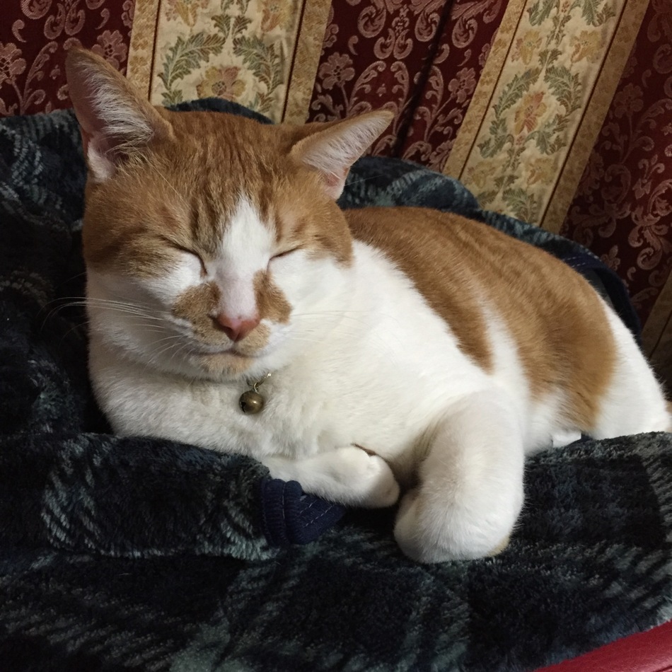 ラッキーのカバー写真