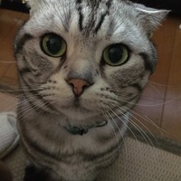 トラ