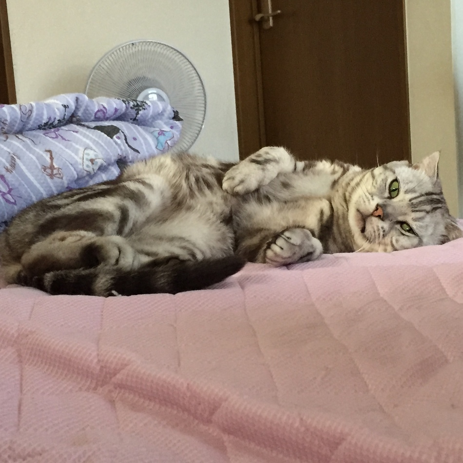 トラのカバー写真