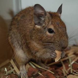 デグーの里親募集